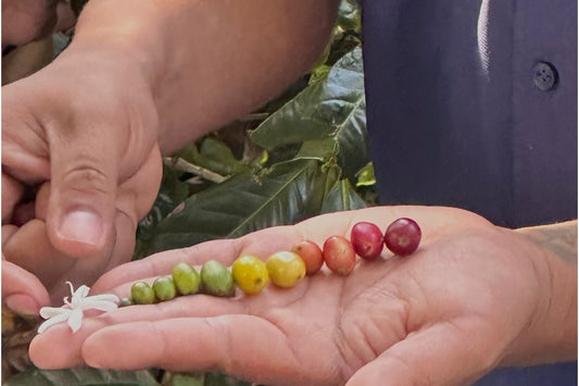 Coffee estate in Panama showing the flower to cup journey
