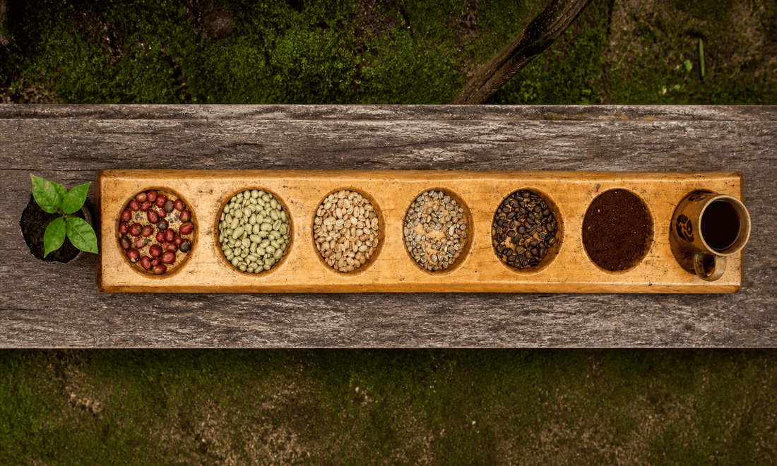 Specialty coffee guide from Luz Coffee Co