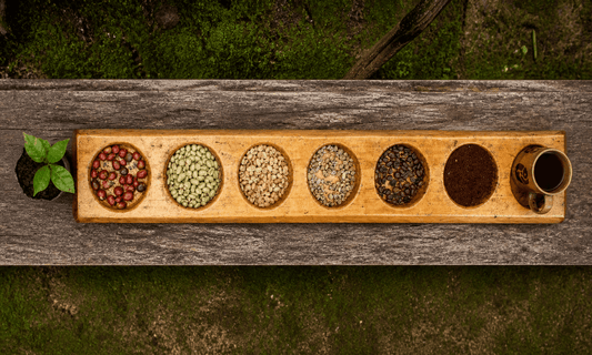 Specialty coffee guide from Luz Coffee Co