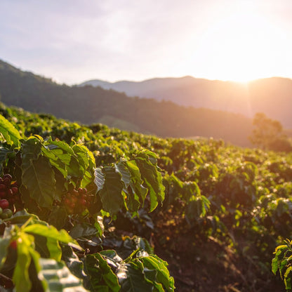 Guatemala Single Origin Coffee | Medium Roast - Luz Coffee Co