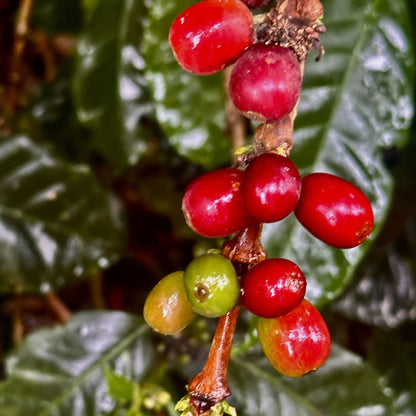 Bali Blue medium dark roast coffee from Luz Coffee Co