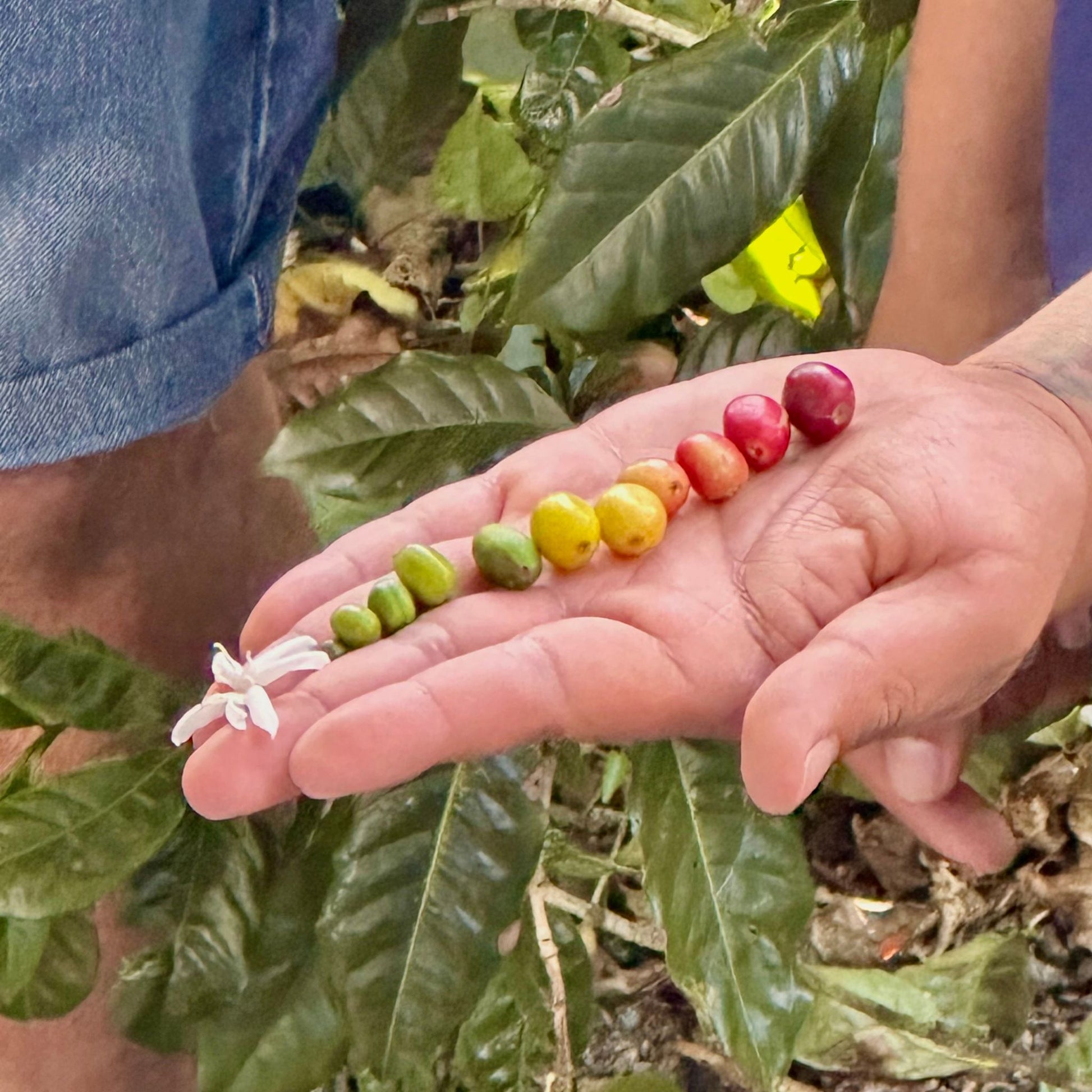 Nicaragua Single Origin Coffee | Medium Roast - Luz Coffee Co