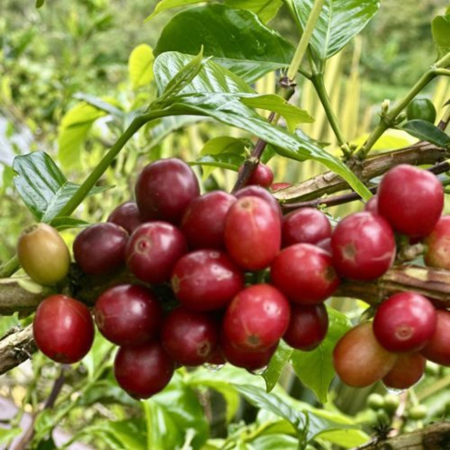 Sumatra Single Origin Coffee | Medium - Dark Roast - Luz Coffee Co