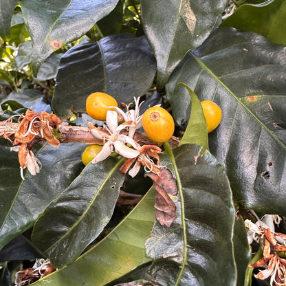 Papua New Guinea Coffee | Medium Roast - Luz Coffee Co