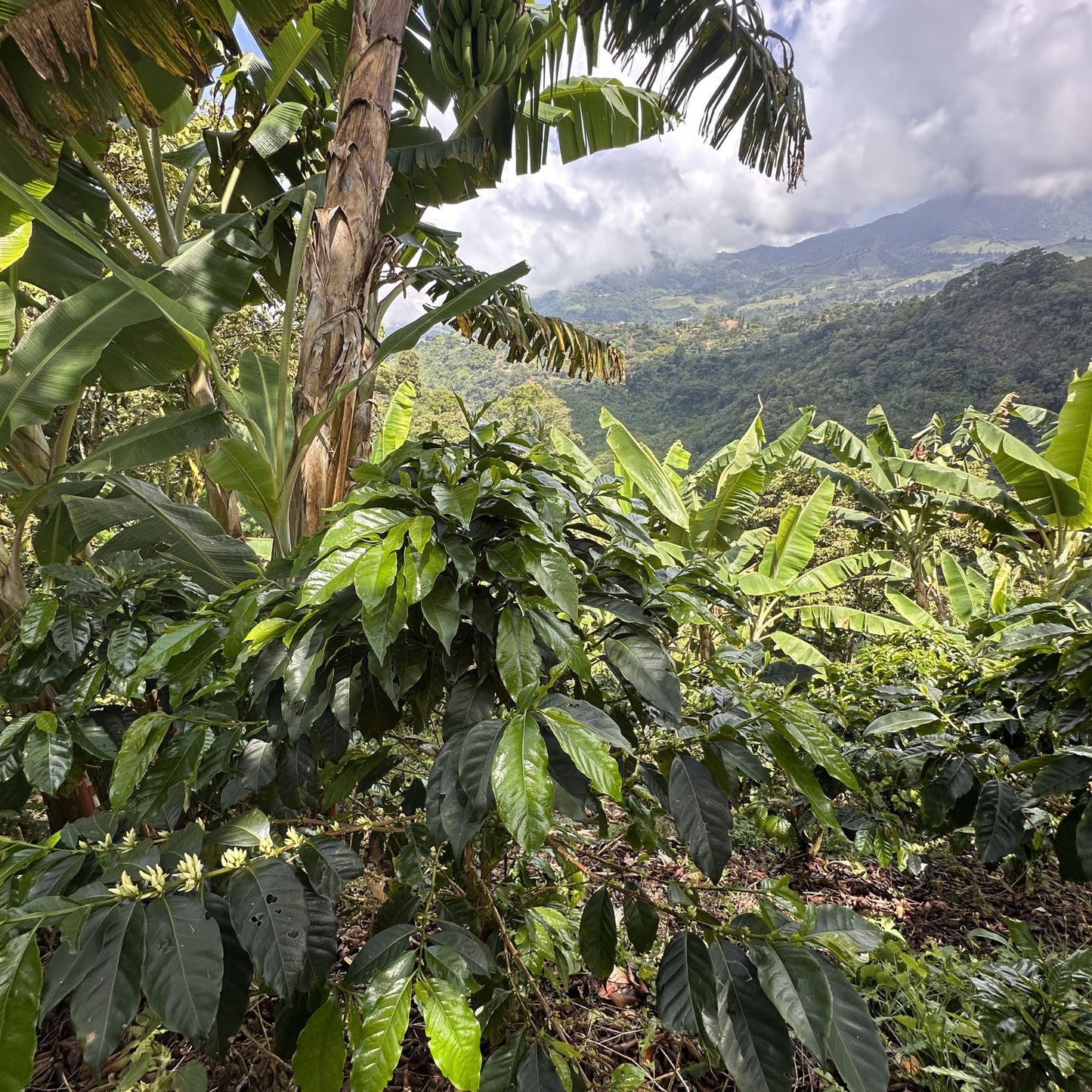 Nicaragua Single Origin Coffee | Medium Roast - Luz Coffee Co