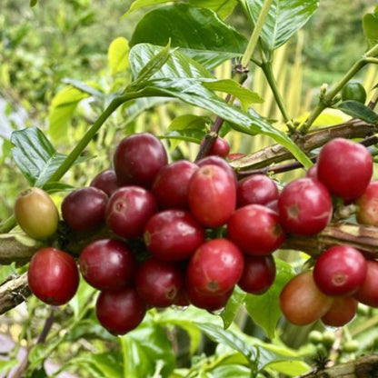 Colombian whole bean coffee for pour over brewing