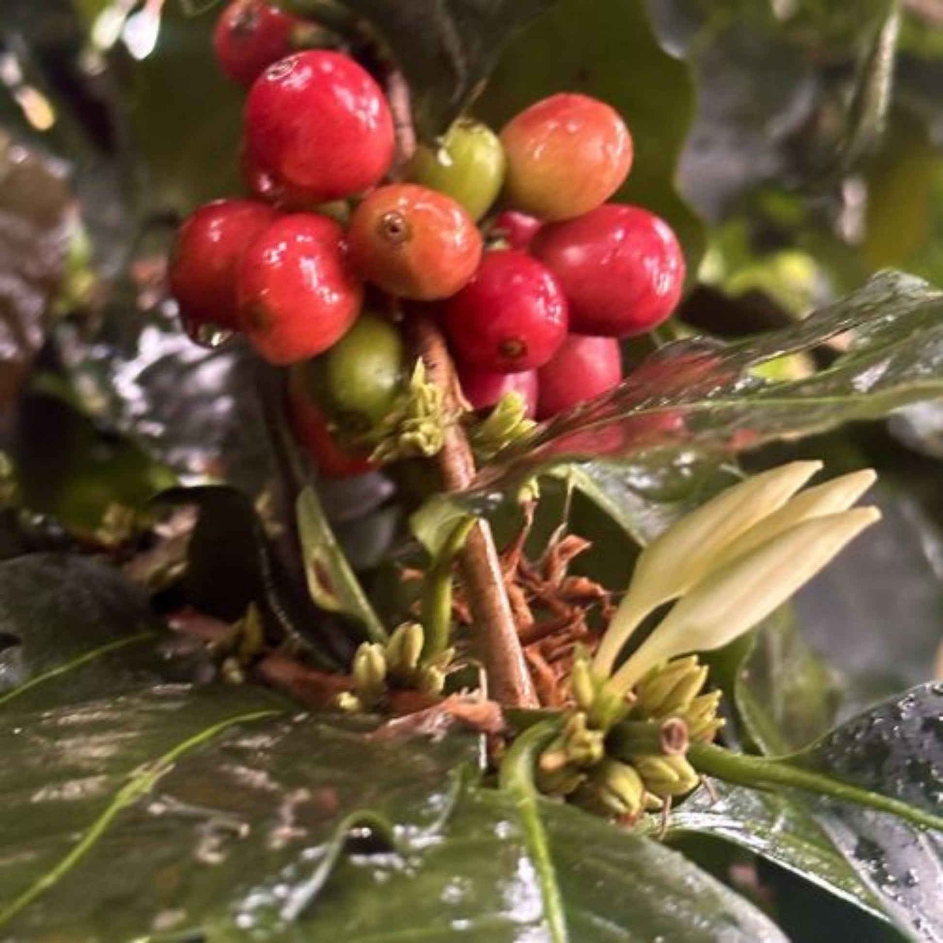 Ethiopian Whole Bean Coffee | Medium Light Roast  Luz Coffee