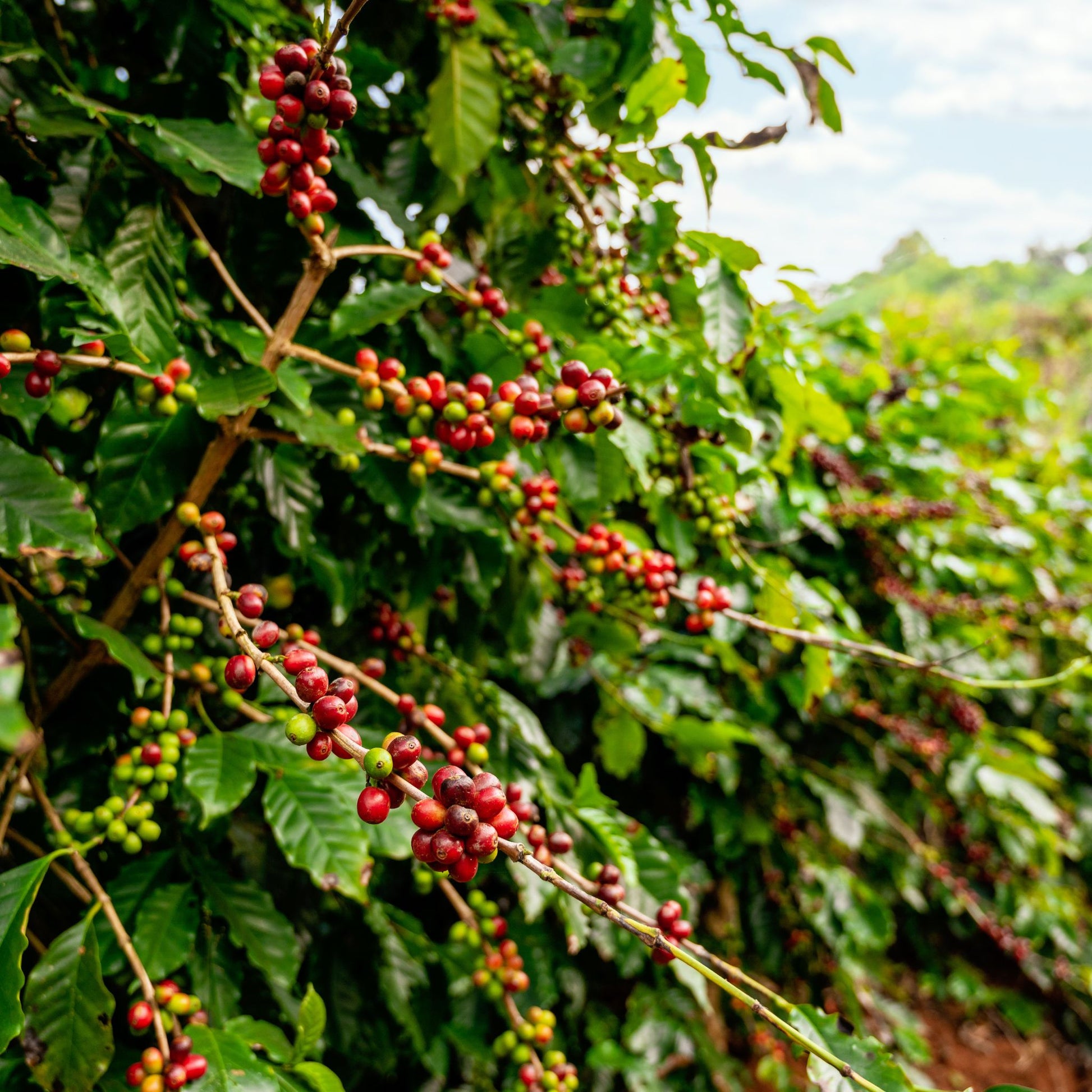 Honduras Single Origin Coffee | Medium - Dark Roast - Luz Coffee Co