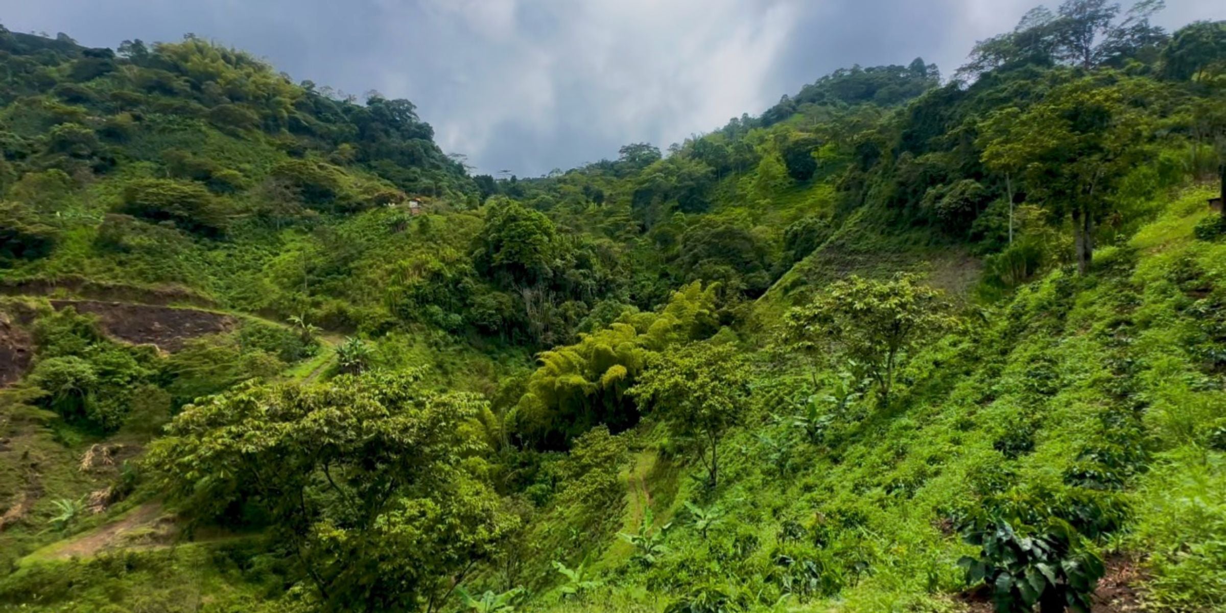 Green mountainous landscape with trees and a cloudy sky Luz Coffee Co