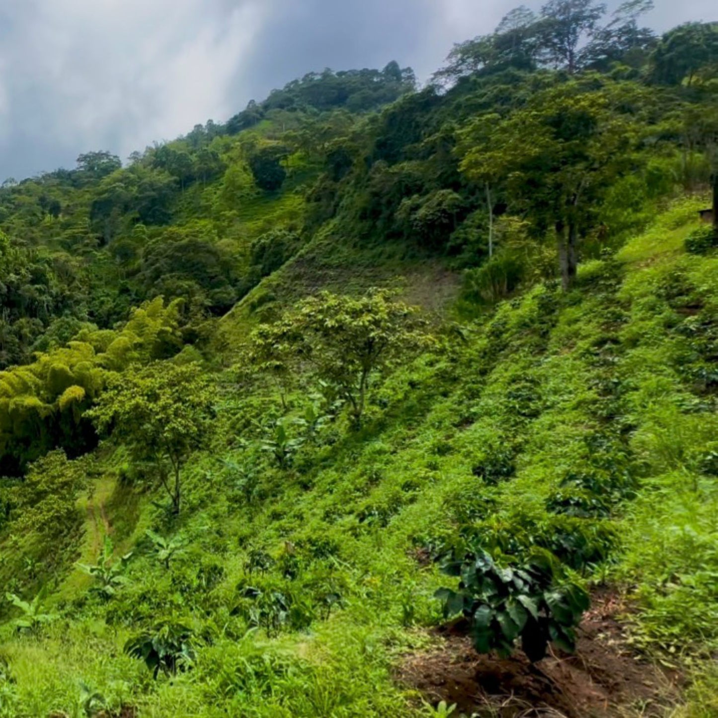 Medium Roast Coffee With Mushrooms | Ground Coffee - Luz Coffee Co