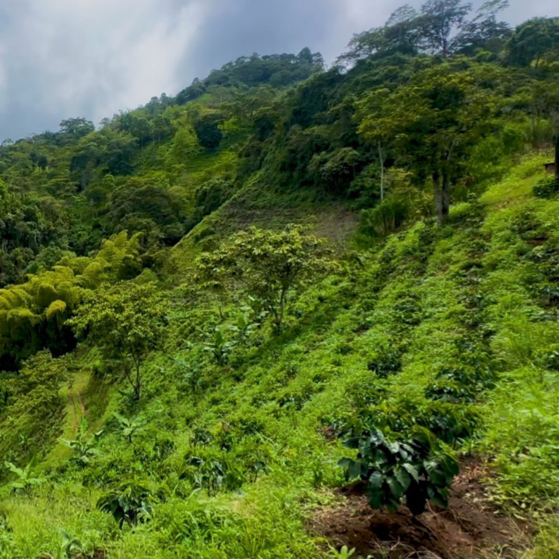 Medium Roast Coffee With Mushrooms | Ground Coffee - Luz Coffee Co