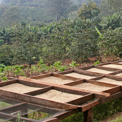 Brazil Single Origin Coffee | Medium Roast - Luz Coffee Co