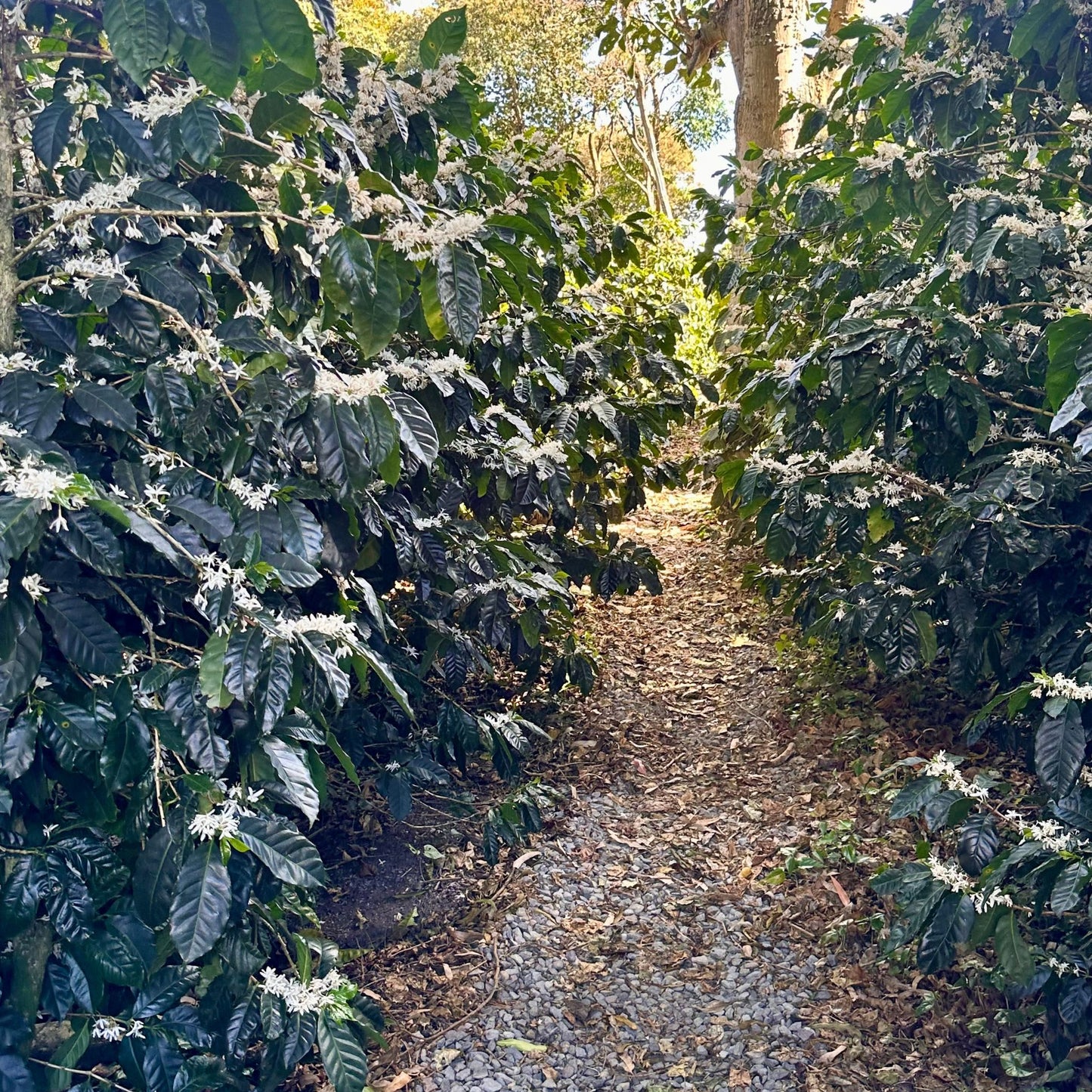 Mexico Single Origin Coffee | Medium Roast - Luz Coffee Co