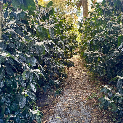 Mexico Single Origin Coffee | Medium Roast - Luz Coffee Co