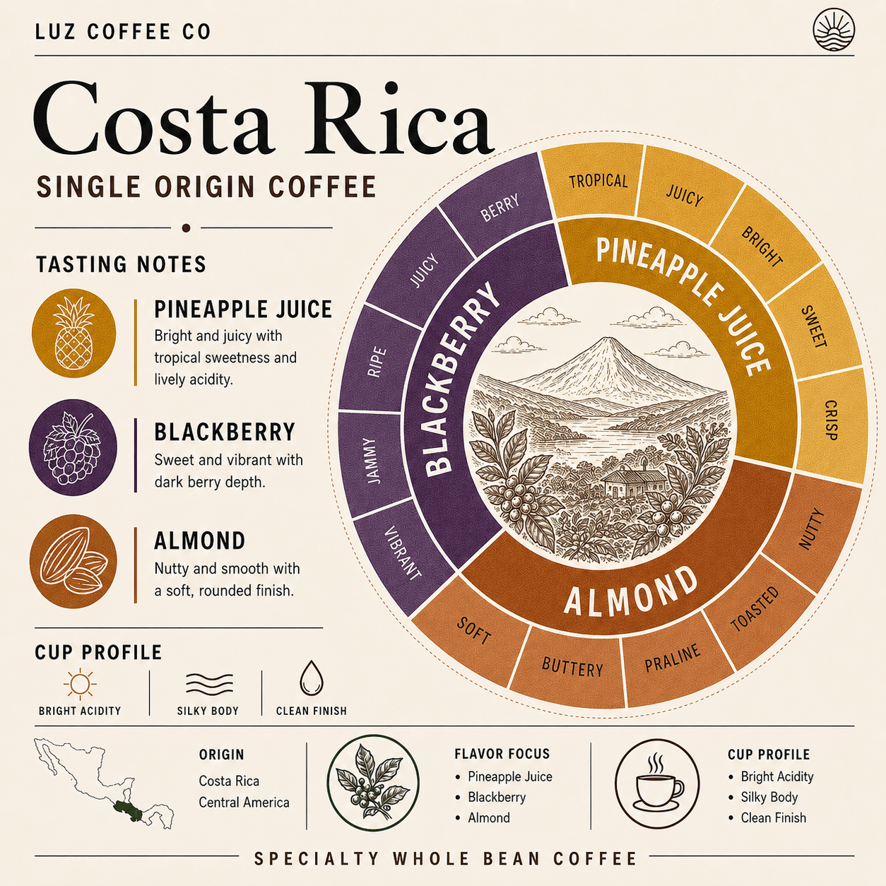 Costa Rica Single Origin Coffee | Medium - Light Roast - Luz Coffee Co